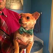 Gus is registered to the contest to win money with this photo: animal, bathroom, blue_wall, bow_tie, brown_fur, dark_eyes, dog, floppy_ears, holding, human, indoor, mirror, person, pet, photography, portrait, puppy, shirt, small_dog, tie