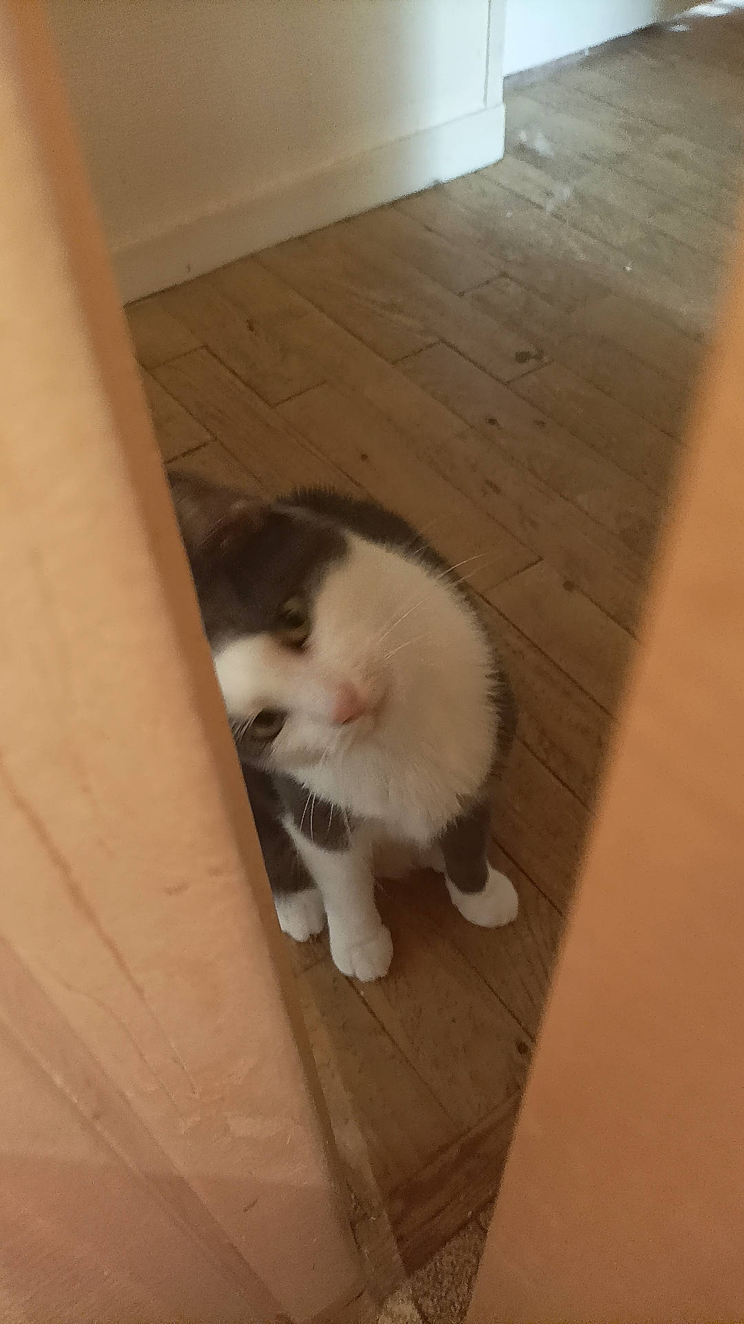 Pakku participe au concours pour gagner de l'argent avec cette photo : carnivore, cat, companion_dog, dog_breed, domestic_short_haired_cat, fawn, felidae, floor, flooring, foot, fur, hardwood, human_leg, laminate_flooring, small_to_medium_sized_cats, tail, whiskers, wood, wood_flooring, wood_stain