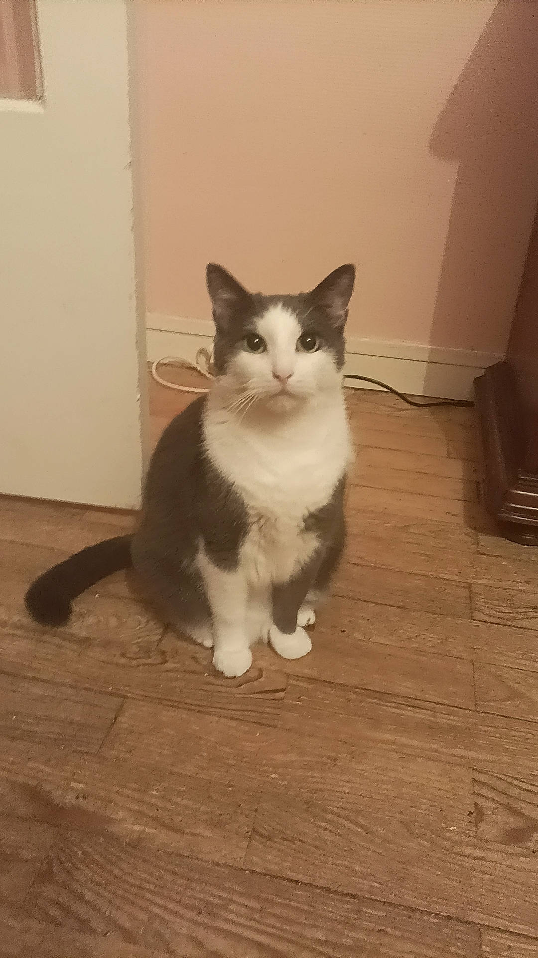 Pakku participe au concours pour gagner de l'argent avec cette photo : carnivore, cat, domestic_short_haired_cat, eye, felidae, floor, flooring, foot, fur, hardwood, laminate_flooring, paw, small_to_medium_sized_cats, snout, tail, varnish, whiskers, wood, wood_flooring, wood_stain