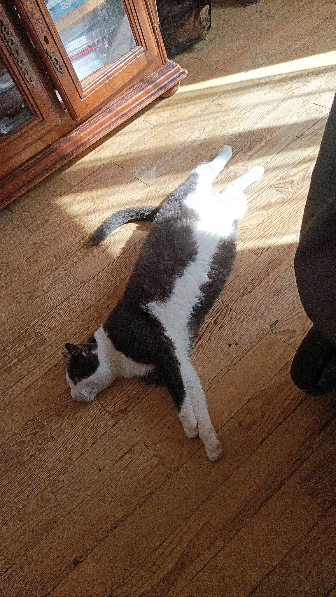 Pakku participe au concours pour gagner de l'argent avec cette photo : brown, carnivore, cat, companion_dog, dog_breed, domestic_short_haired_cat, felidae, floor, flooring, foot, fur, hardwood, laminate_flooring, small_to_medium_sized_cats, tail, varnish, whiskers, wood, wood_flooring, wood_stain