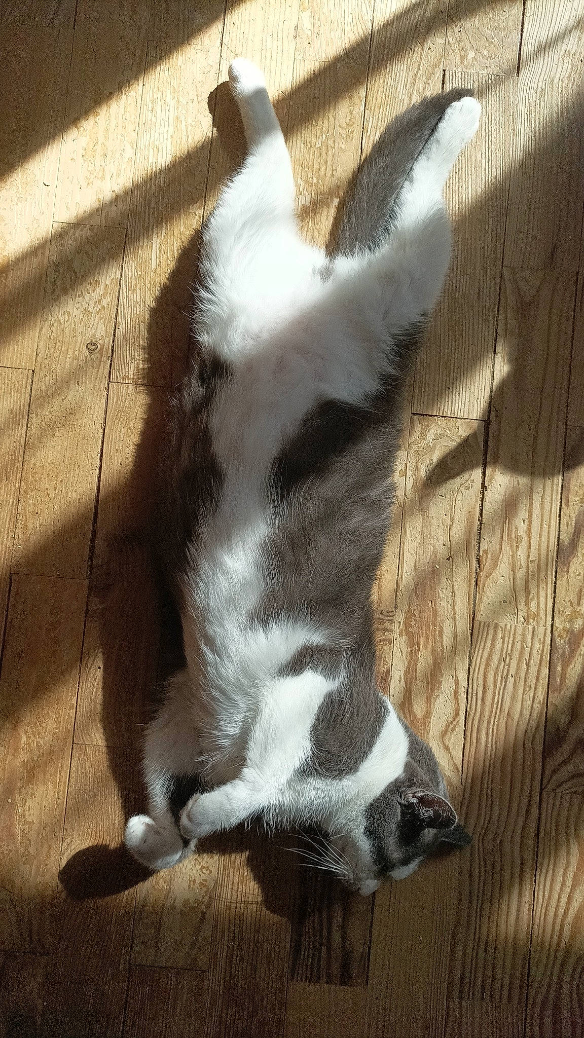 Pakku a rejoint le concours — aidez-le/la à gagner de superbes lots ! canidae, carnivore, cat, claw, comfort, companion_dog, dog_breed, felidae, flooring, foot, fur, hardwood, human_leg, paw, shadow, small_to_medium_sized_cats, tail, terrestrial_animal, whiskers, wood