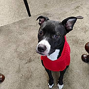 Katara joined the competition — help win amazing prizes! dog, pet, black_and_white, sweater, red_clothing, carpet, indoor, furniture_legs, ears_up, looking_up, cute, animal, domestic_animal, canine, sitting, fur, paw, nose, whiskers, expression