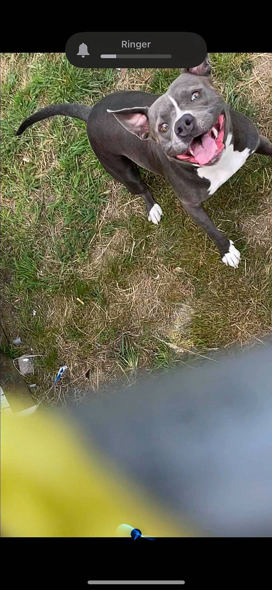 Hennessy joined the competition — help win amazing prizes! adventure, canidae, carnivore, collar, companion_dog, dog, dog_breed, dog_collar, fawn, grass, guard_dog, leash, personal_protective_equipment, plant, reflection, snout, sporting_group, tail, water, whiskers