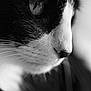 cat, close_up, black_and_white, whiskers, eye, face, pet, animal, feline, portrait, soft_focus, texture, monochrome, detail, macro, fur, nature, domestic_animal, cute, intense