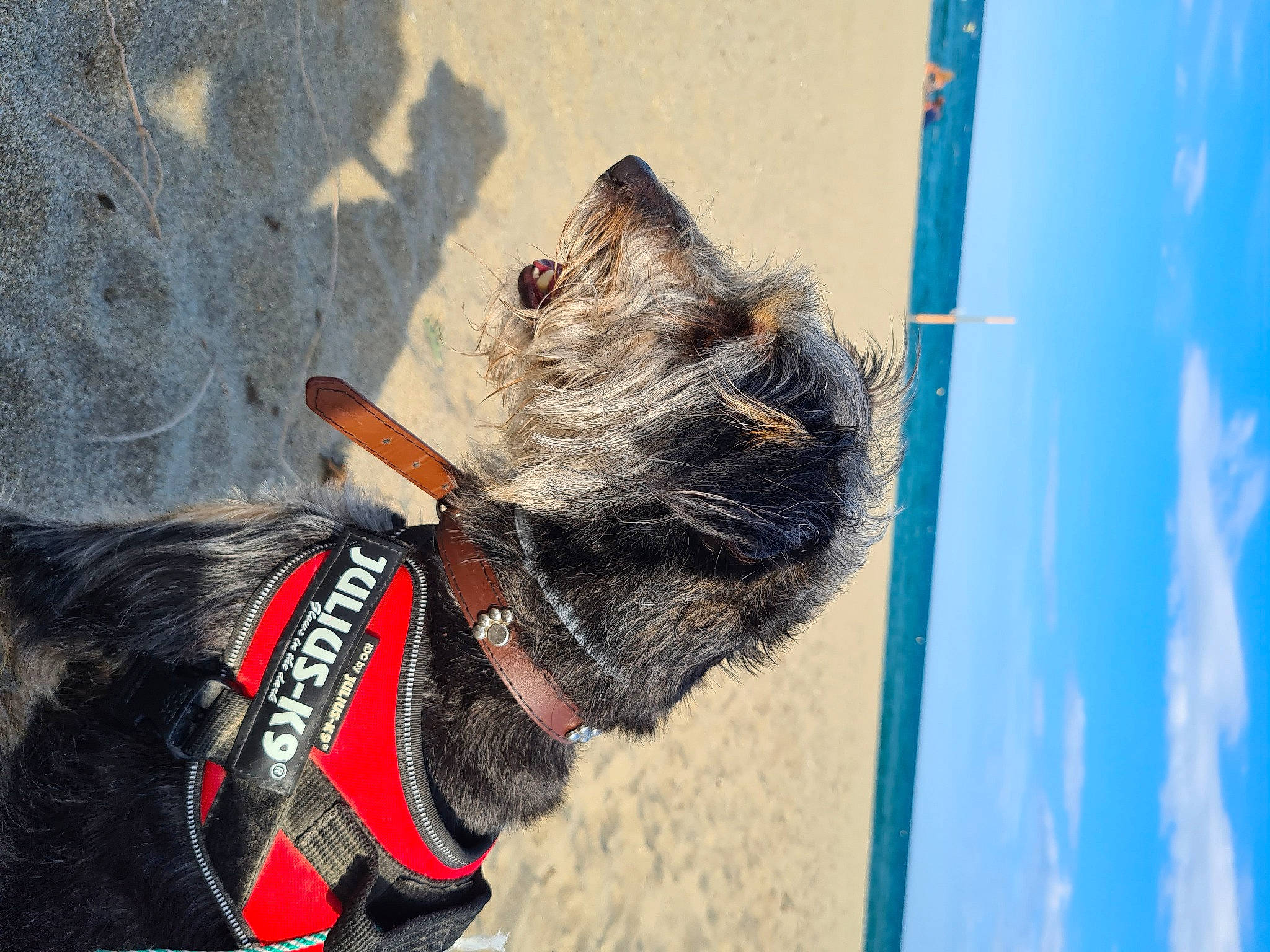 Nessa participe au concours pour gagner de l'argent avec cette photo : canidae, carnivore, collar, dog, dog_breed, dog_collar, dog_supply, electric_blue, fawn, fur, leash, pet_supply, sky, small_terrier, snout, sporting_group, tail, terrier, water, working_animal