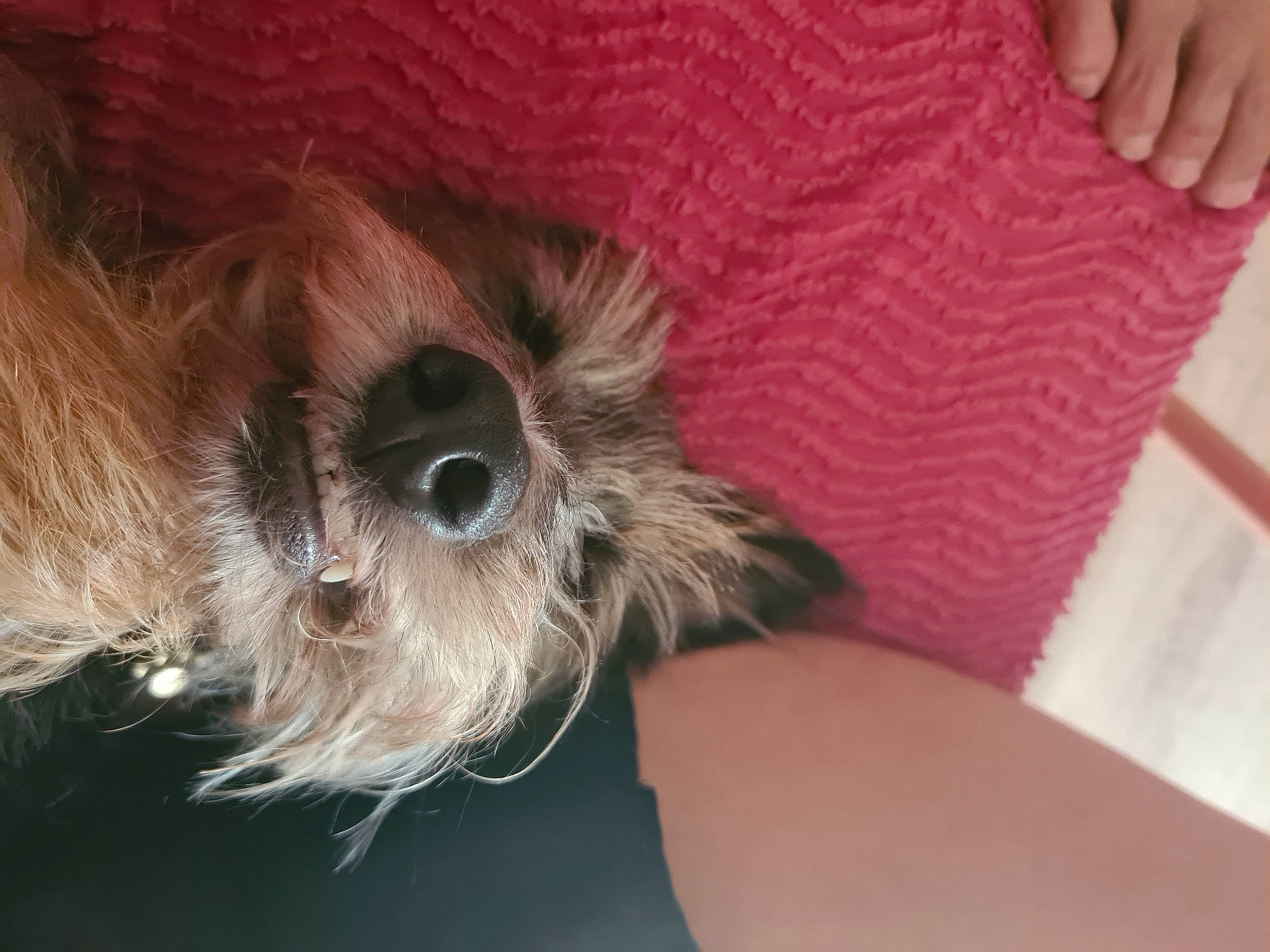 Nessa a rejoint le concours — aidez-le/la à gagner de superbes lots ! biewer_terrier, carnivore, comfort, companion_dog, dog, dog_breed, dog_supply, fur, liver, nail, non_sporting_group, paw, puppy_love, shih_poo, small_terrier, terrier, toy_dog, working_animal, wrist