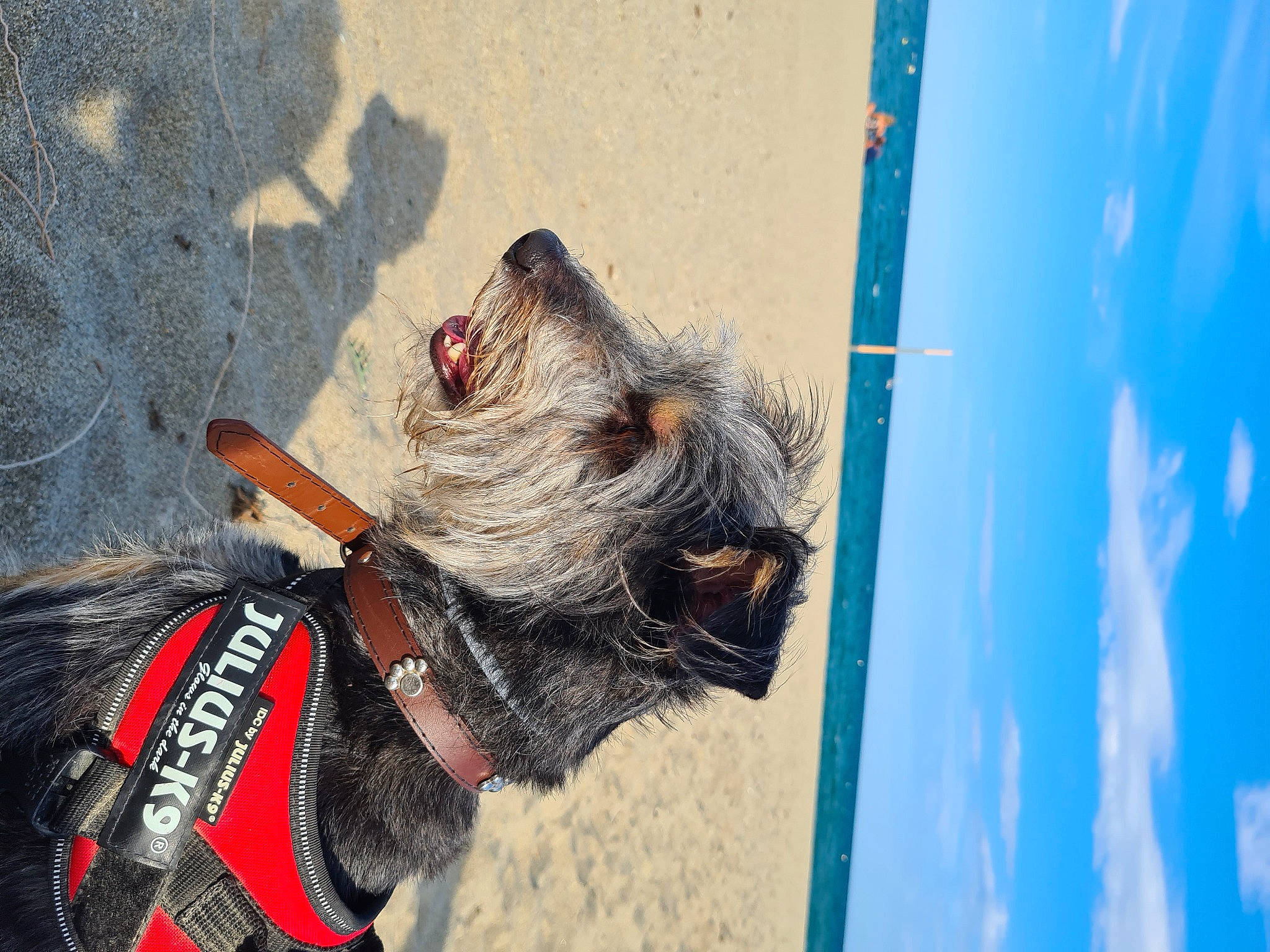 Nessa a rejoint le concours — aidez-le/la à gagner de superbes lots ! canidae, carnivore, cloud, collar, dog, dog_breed, dog_clothes, dog_collar, dog_supply, fawn, fur, leash, pack_animal, pet_supply, sky, small_terrier, snout, sporting_group, terrier, working_animal