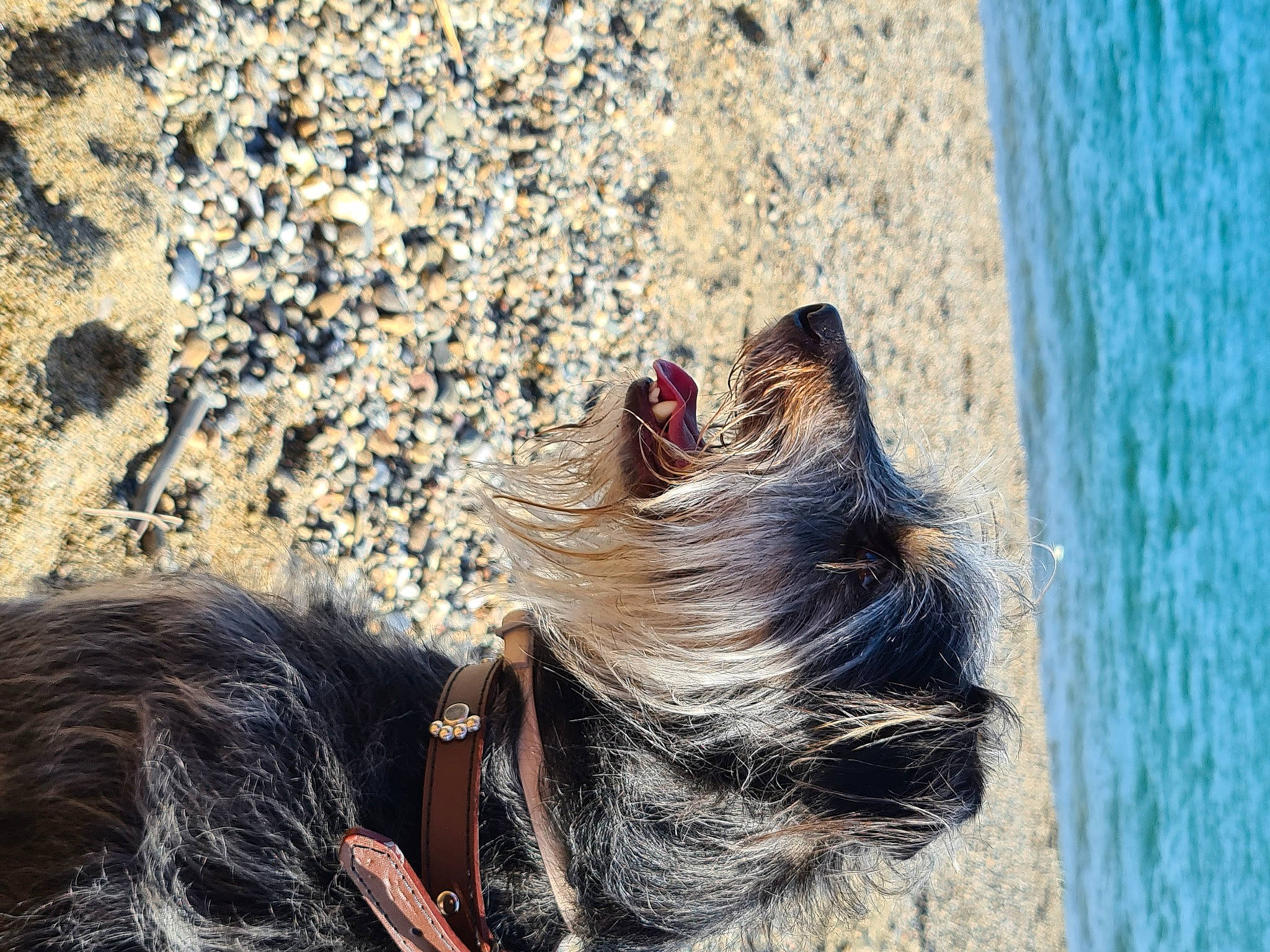 Nessa participe au concours pour gagner de l'argent avec cette photo : beach, canidae, carnivore, companion_dog, dog, dog_breed, fawn, foot, fur, lake, liver, snout, sporting_group, terrestrial_animal, water, whiskers, wildlife, wood, working_animal, wrinkle