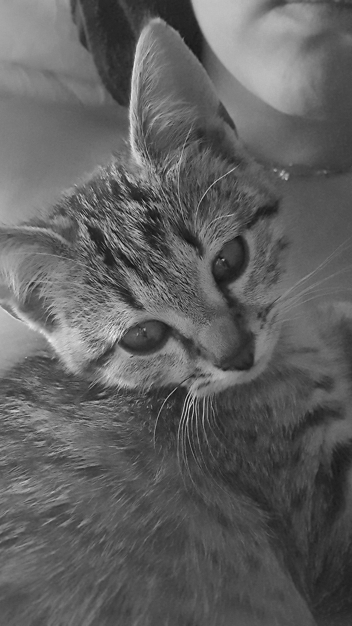 Iris a rejoint le concours — aidez-le/la à gagner de superbes lots ! black_and_white, carnivore, cat, cloud, domestic_short_haired_cat, felidae, fur, gesture, grey, monochrome, monochrome_photography, paw, plant, sky, small_to_medium_sized_cats, snout, stock_photography, style, tree, whiskers