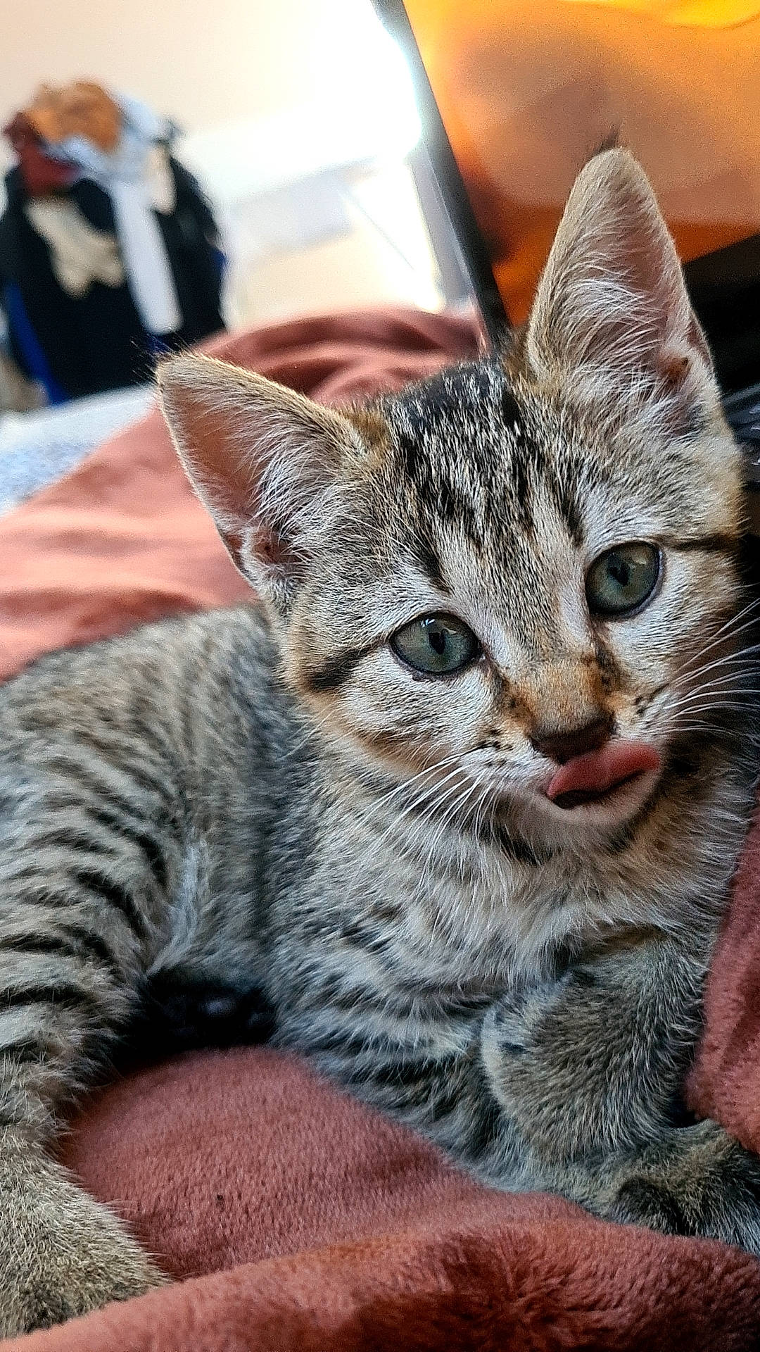 Iris participe au concours pour gagner de l'argent avec cette photo : carnivore, cat, claw, domestic_short_haired_cat, felidae, fur, paw, small_to_medium_sized_cats, snout, terrestrial_animal, whiskers