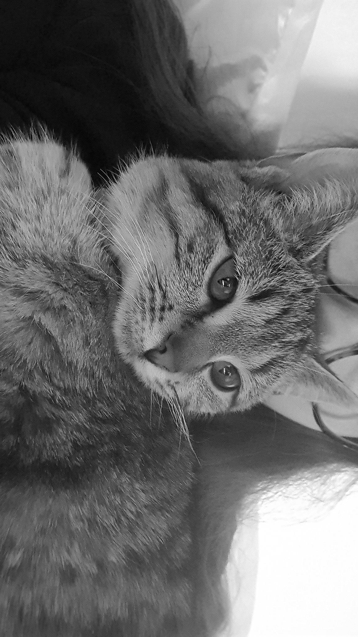 Iris a rejoint le concours — aidez-le/la à gagner de superbes lots ! black_and_white, carnivore, cat, close_up, cloud, comfort, domestic_short_haired_cat, ear, felidae, fur, grey, monochrome, monochrome_photography, paw, plant, small_to_medium_sized_cats, snout, style, whiskers, wildlife