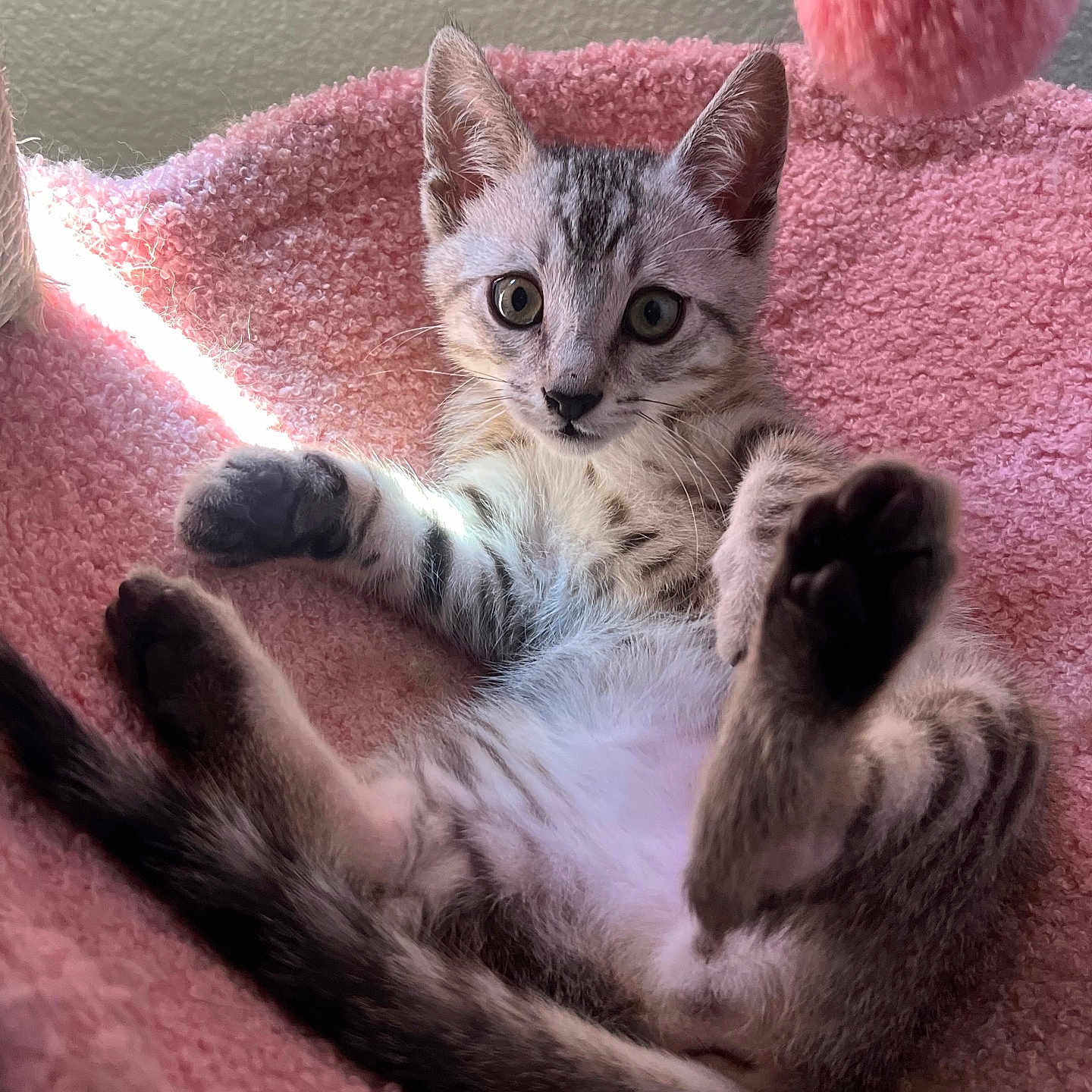 Rajiah is registered to the contest to win money with this photo: abyssinian, angora, animal, blanket, cat, chair, couch, cushion, furniture, homedecor, indoors, kitten, manx, person, pet, quilt, siamese, sleeping, sphere, towel