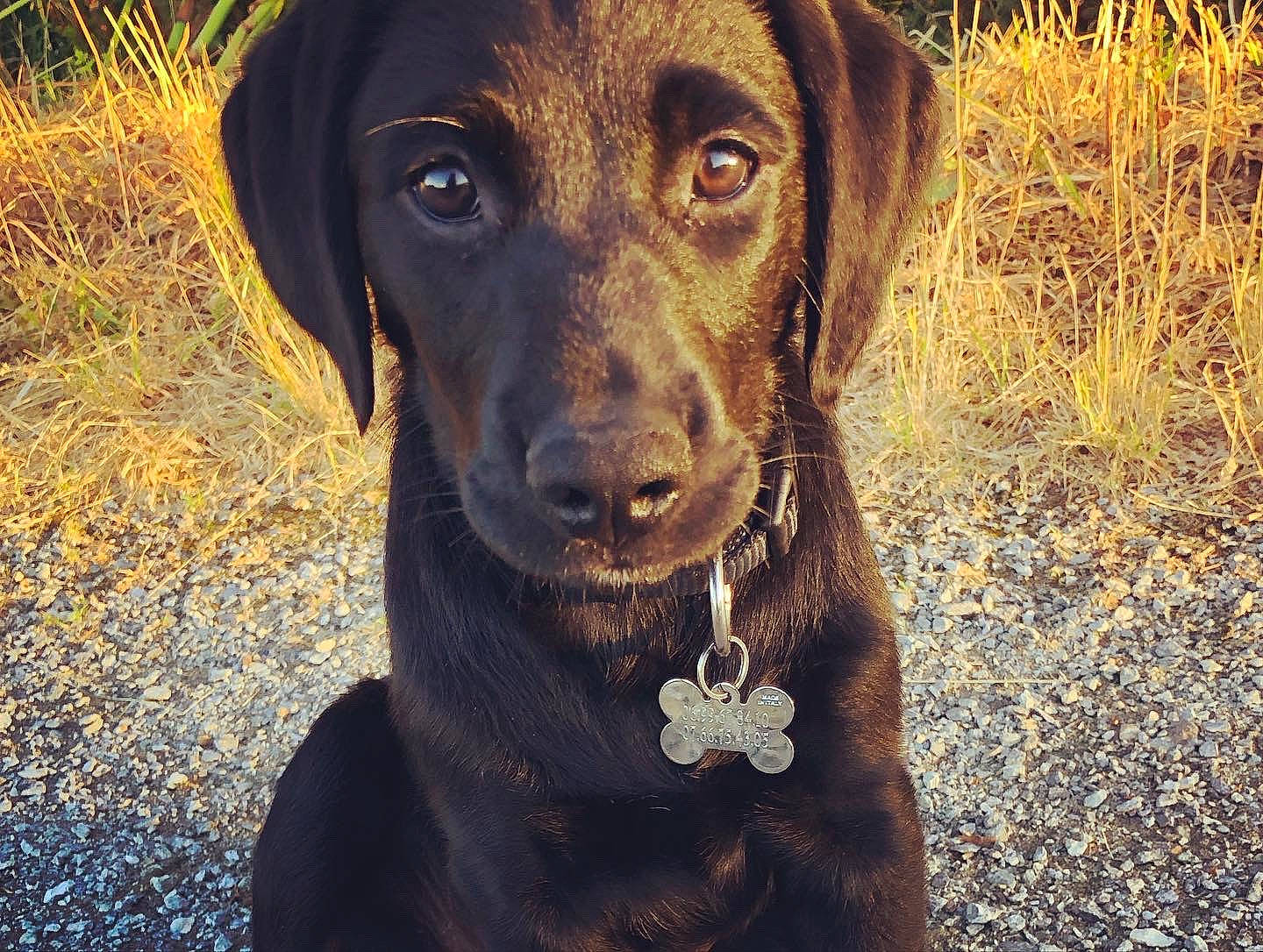 Rocky participe au concours pour gagner de l'argent avec cette photo : borador, canidae, carnivore, collar, companion_dog, dog, dog_breed, dog_collar, fawn, fur, grass, gun_dog, hat, liver, pet_supply, plant, snout, sporting_group, whiskers, working_animal