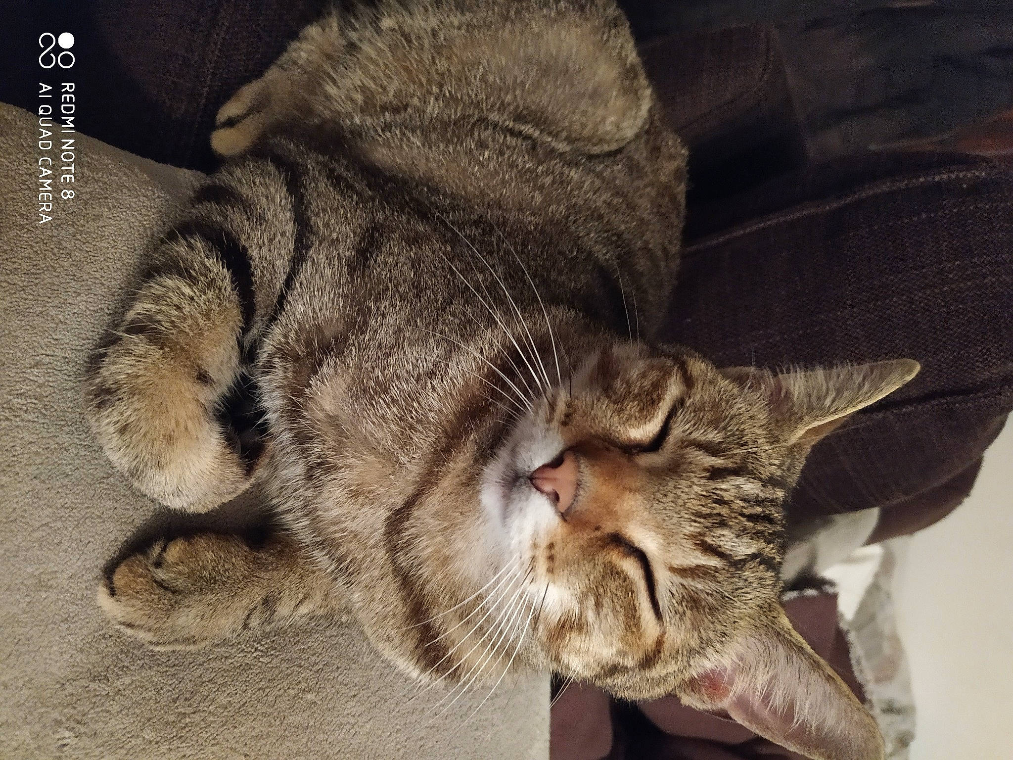 Odin participe au concours pour gagner de l'argent avec cette photo : carnivore, cat, claw, comfort, domestic_short_haired_cat, ear, felidae, fur, nap, paw, sleep, small_to_medium_sized_cats, snout, tail, whiskers, wildlife, yawn