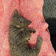Tommie joined the competition — help win amazing prizes! kitten, cat, sleeping, nap, gray_fur, fluffy, pet, cozy, blanket, textured, indoor, cute, relaxed, paw, feline, adorable, rest, animal, soft, comfort