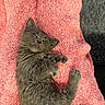 kitten, cat, sleeping, nap, gray_fur, fluffy, pet, cozy, blanket, textured, indoor, cute, relaxed, paw, feline, adorable, rest, animal, soft, comfort