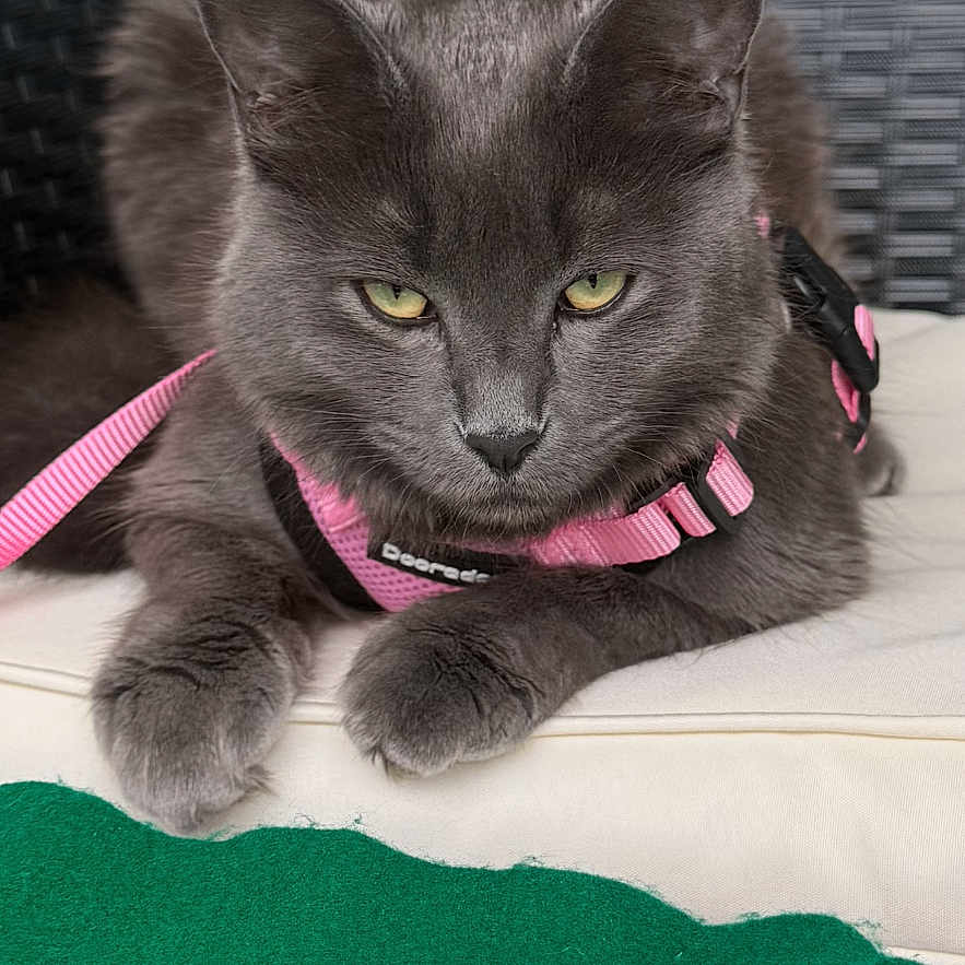 Tommie