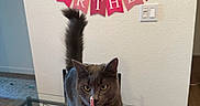 Tommie is registered to the contest to win money with this photo: cat, birthday_cake, candle, glass_table, birthday_banner, paw_prints, red_bow_tie, person_hand, pink_sleeve, indoor, celebration, curious_cat, gray_cat, wall_switch, floor, chair, home, table, lighting, party