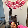 cat, birthday_cake, candle, glass_table, birthday_banner, paw_prints, red_bow_tie, person_hand, pink_sleeve, indoor, celebration, curious_cat, gray_cat, wall_switch, floor, chair, home, table, lighting, party