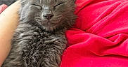 Tommie joined the competition — help win amazing prizes! adorable, animal, blanket, cat, closeup, comfort, cozy, cute, feline, fluffy, fur, gray_fur, indoor, kitten, nap, pet, red, resting, sleeping, soft