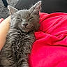 kitten, cat, sleeping, gray_fur, fluffy, pet, cute, cozy, blanket, red, indoor, resting, animal, feline, soft, nap, closeup, comfort, fur, adorable