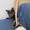 cat, gray_cat, blanket, couch, blue_couch, cozy, pet, indoor, feline, curious, paw, fur, resting, hiding, home, animal, cute, looking, soft_texture, relaxed