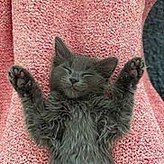 Tommie is registered to the contest to win money with this photo: adorable, animal, blanket, cat, cozy, cute, feline, fluffy, gray_cat, indoor, kitten, nap, paws_up, pet, relaxed, resting, sleeping, soft, texture, young_cat