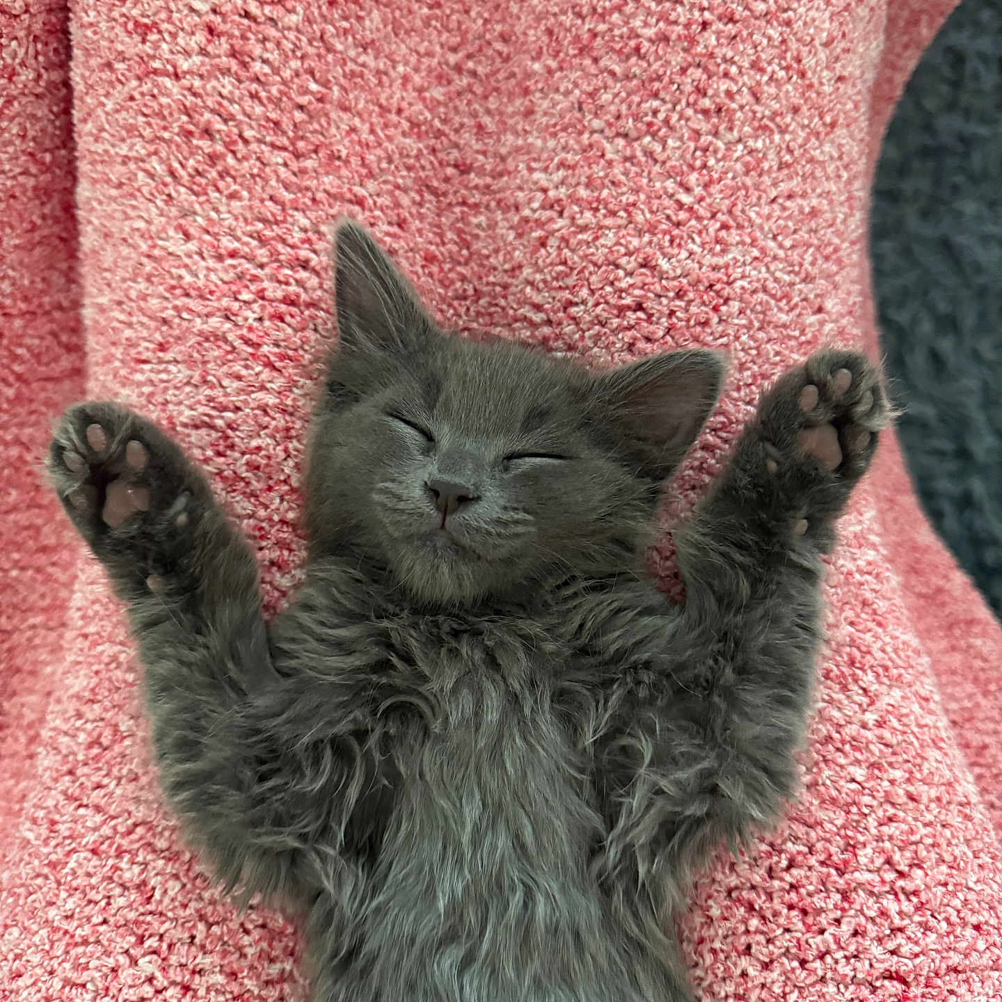 Tommie is registered to the contest to win money with this photo: adorable, animal, blanket, cat, cozy, cute, feline, fluffy, gray_cat, indoor, kitten, nap, paws_up, pet, relaxed, resting, sleeping, soft, texture, young_cat