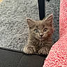kitten, gray_cat, fur, curious, wide_eyes, claws, carpet, texture, black_surface, pink_fabric, pet, animal, cute, indoor, small, young, climbing, looking_up, playful, feline