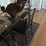 cat, gray_cat, indoor, kitchen, glass_table, chair, rug, toy, furniture, pet, animal, mouth_open, feline, domestic_animal, floor, wood_floor, cabinet, appliance, home_interior, living_space