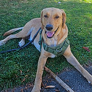 Comet joined the competition — help win amazing prizes! dog, labrador, harness, leash, grass, stick, paw, tongue, happy, smiling, outdoor, park, lying_down, closeup, portrait, tan_coat, canine, pavement, smartphone_ui, thumbnail_strip