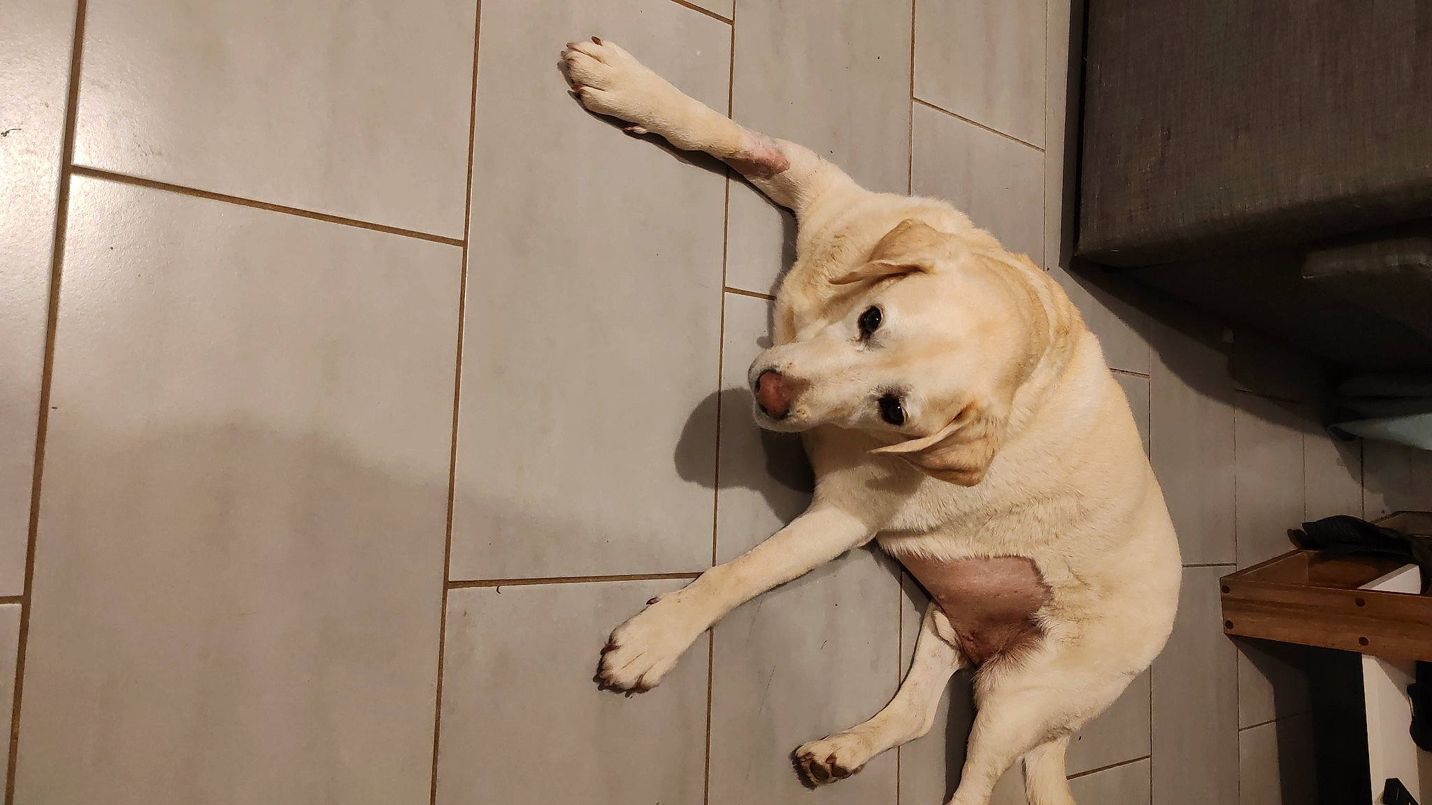 Iron participe au concours pour gagner de l'argent avec cette photo : carnivore, collar, companion_dog, dog, dog_breed, dog_collar, dog_supply, fawn, flooring, foot, fur, hardwood, paw, pet_supply, sporting_group, stairs, tail, terrestrial_animal, wood, working_animal