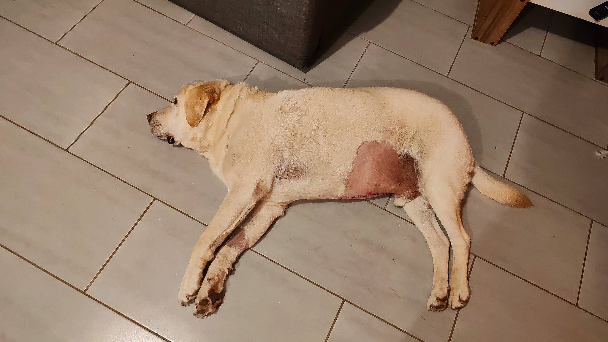 Iron participe au concours pour gagner de l'argent avec cette photo : canidae, carnivore, companion_dog, dog, dog_breed, event, fawn, flooring, foot, fur, gun_dog, liver, paw, snout, sporting_group, street_dog, tail, terrestrial_animal, tile_flooring, working_animal