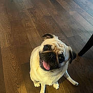 Stella is registered to the contest to win money with this photo: dog, pug, pet, animal, indoor, wooden_floor, cute, tongue_out, sitting, looking_up, happy, companion, mammal, small_dog, domestic_animal, friendly, face, fur, ears, floor