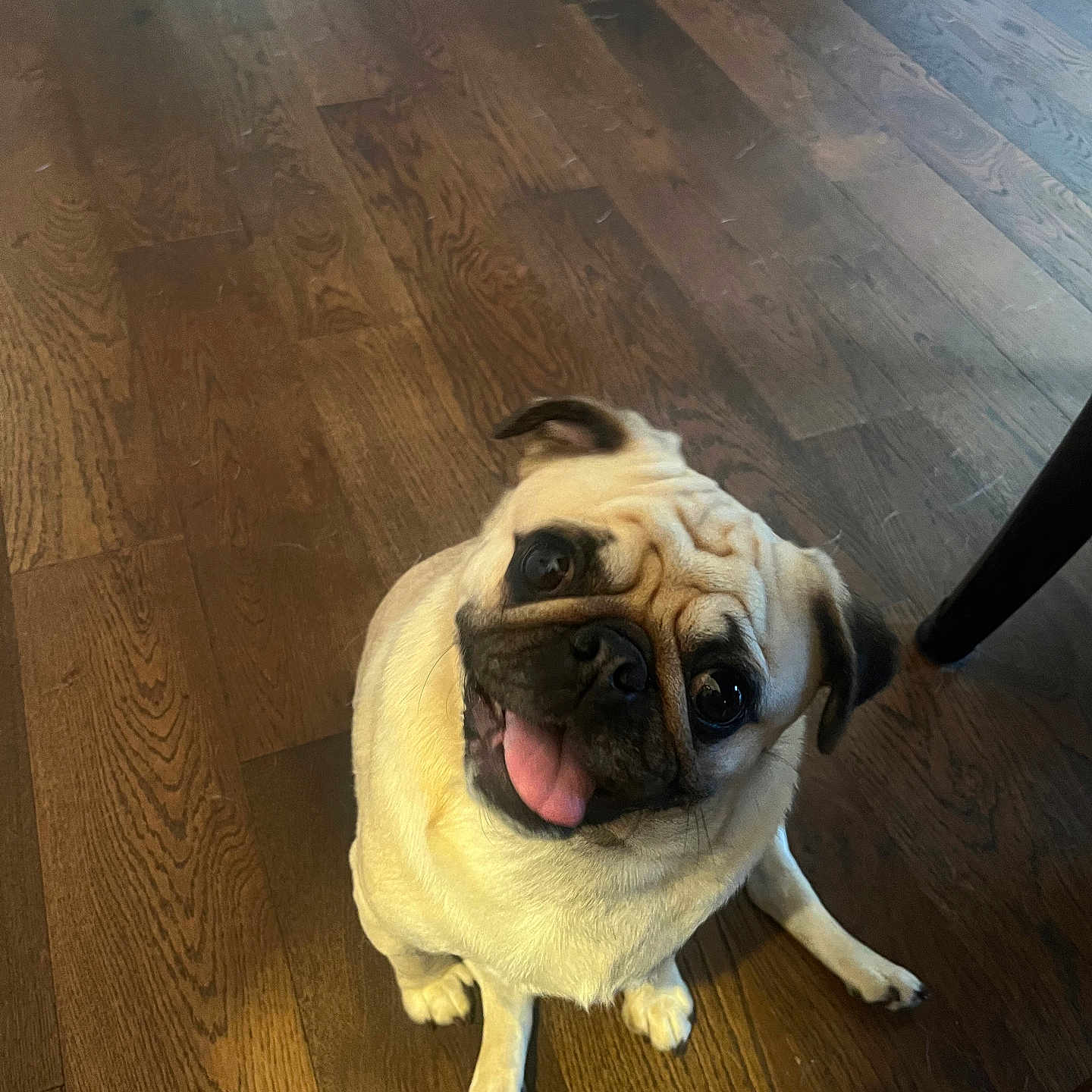 Stella