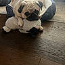 dog, pug, plush_toy, toy, dog_bed, floor, wood_floor, indoor, pet, animal, cute, cozy, resting, fur, ears, paws, sleepy, home, domestic, mischievous