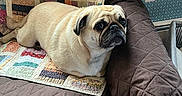 Stella And Stanlee is registered to the contest to win money with this photo: pug, dog, pet, couch, quilt, blanket, indoor, resting, animal, fur, face, ears, snout, expression, home, furniture, wallpaper, power_outlet, brown, beige