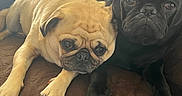 Stella And Stanlee joined the competition — help win amazing prizes! animal, black_pug, closeup, companion, couch, cute, dog, domestic_animal, face, fawn_pug, fur, indoor, paw, pet, portrait, pug, resting, snuggling, two_dogs, window_light