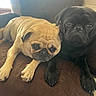 dog, pug, pet, animal, cute, fawn_pug, black_pug, couch, indoor, snuggling, closeup, face, fur, paw, resting, companion, two_dogs, domestic_animal, portrait, window_light