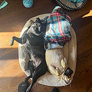 Stella And Stanlee joined the competition — help win amazing prizes! dog, pug, pet_bed, blanket, sleeping, wooden_floor, toy, plaid, cozy, relaxing, sunlight, indoor, animal, black_dog, fawn_dog, paw, cute, companion, resting, household