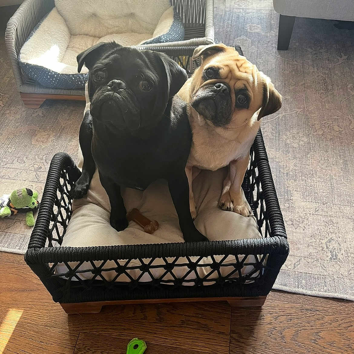 Stella And Stanlee