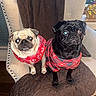 dog, pug, pet, animal, indoor, chair, cushion, blanket, red_sweater, black_dog, light_dog, cute, two_dogs, window, wooden_floor, decor, holiday, cozy, portrait, looking
