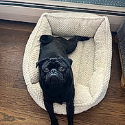 Stanlee is registered to the contest to win money with this photo: dog, pug, black_dog, pet, dog_bed, fluffy_bed, wooden_floor, indoor, animal, cute, looking_up, small_dog, canine, resting, cozy, fur, adorable, companion, domestic_animal, portrait
