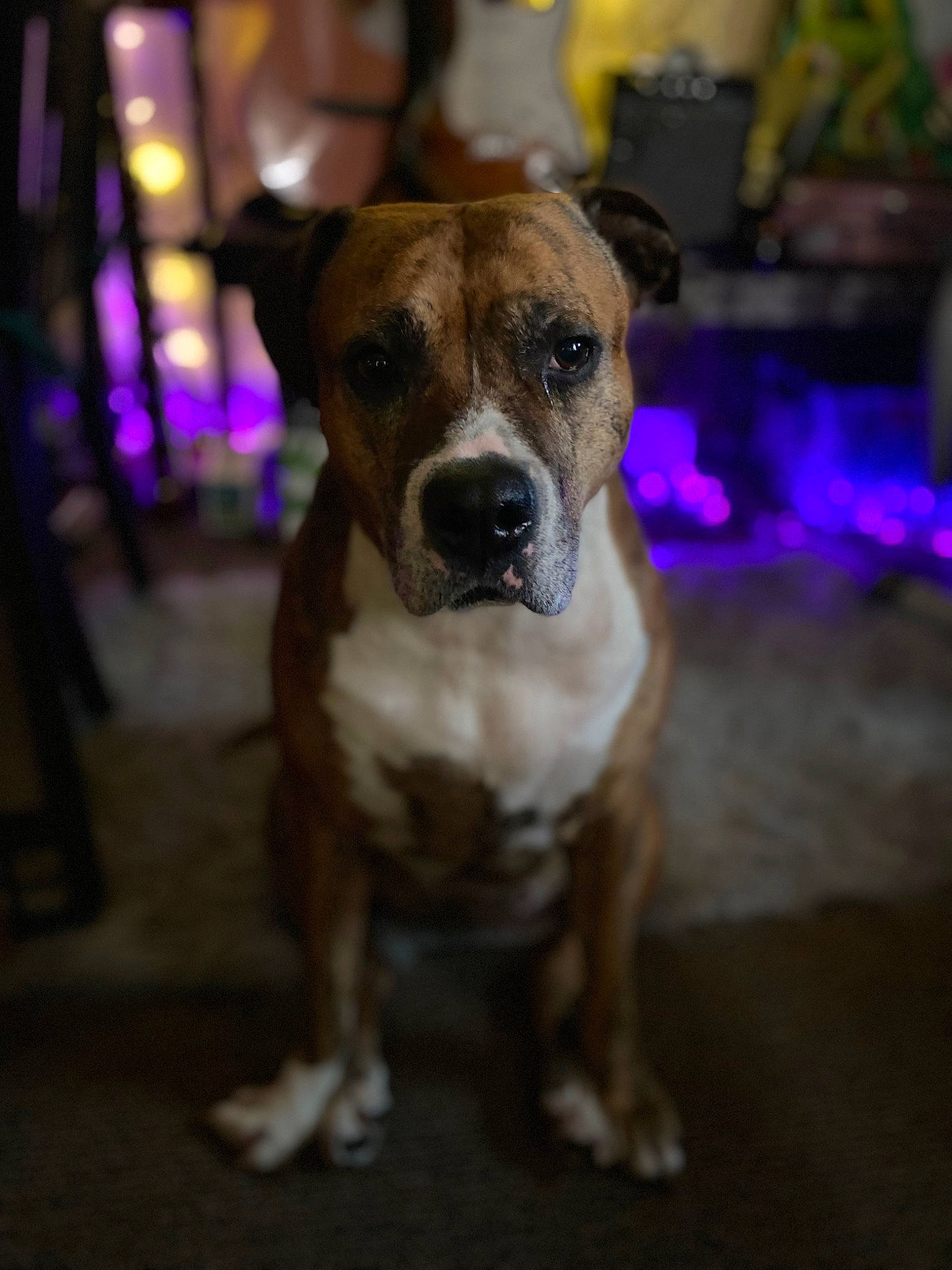 Fiona joined the competition — help win amazing prizes! ancient_dog_breeds, boxer, canidae, carnivore, companion_dog, dog, dog_breed, event, fawn, guard_dog, molosser, non_sporting_group, snout, sporting_group, whiskers, working_dog, wrinkle
