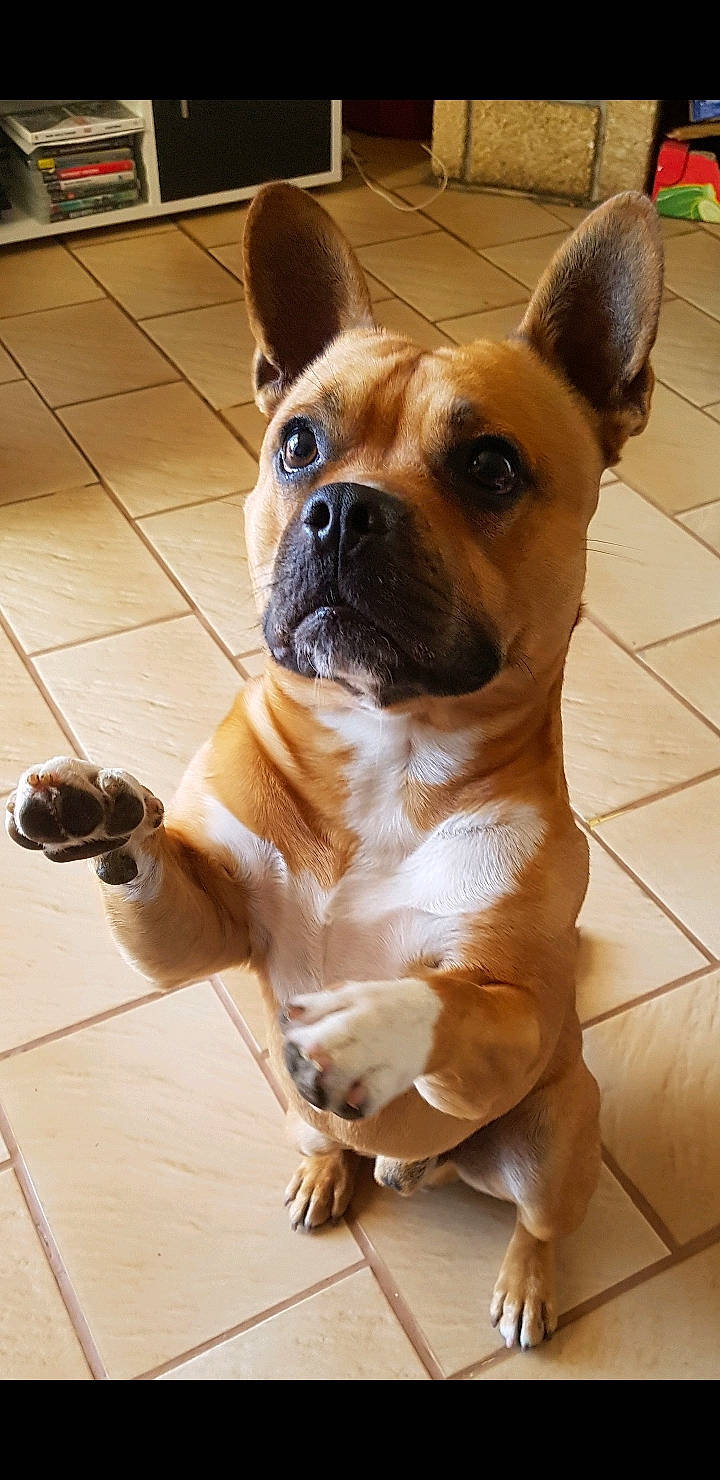 Natcho participe au concours pour gagner de l'argent avec cette photo : bulldog, canidae, carnivore, collar, companion_dog, dog, dog_breed, dog_collar, ear, fawn, flooring, fur, snout, sporting_group, tail, tile_flooring, toy_dog, whiskers, working_animal, wrinkle