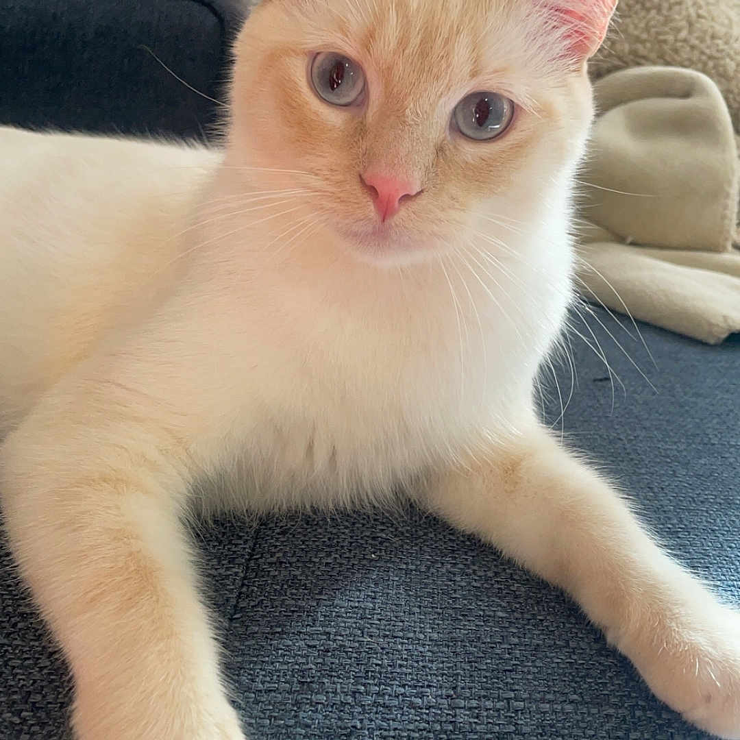 Coco