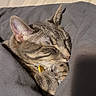Smokey joined the competition — help win amazing prizes! cat, tabby_cat, sleeping, sleepy, bed, blanket, bedding, indoors, pet, feline, whiskers, ears, paw, collar, yellow_tag, relaxed, cozy, nap, portrait, sunlight