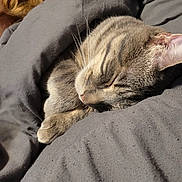Smokey is registered to the contest to win money with this photo: cat, tabby_cat, sleeping, person, glasses, face, blanket, gray_blanket, cozy, indoor, bed, resting, relaxed, pet, furry, whiskers, paws, portrait, close_up, vertical_photo
