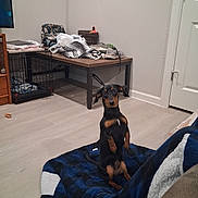 Jazmine joined the competition — help win amazing prizes! dog, doberman, puppy, black_and_tan, sitting, upright, portrait, indoors, living_room, pet_bed, blue_blanket, crate, table, furniture, door, floor, home, clutter, alert, cute