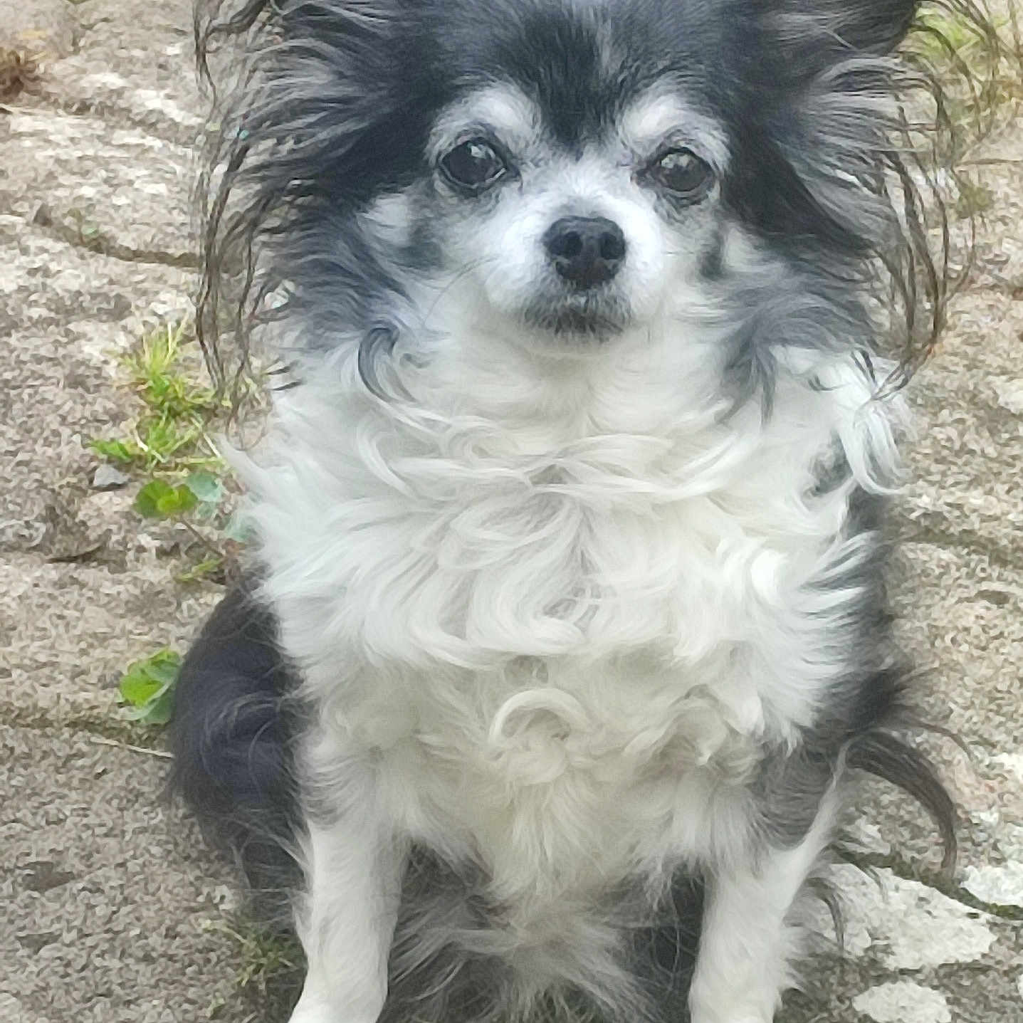 Dina